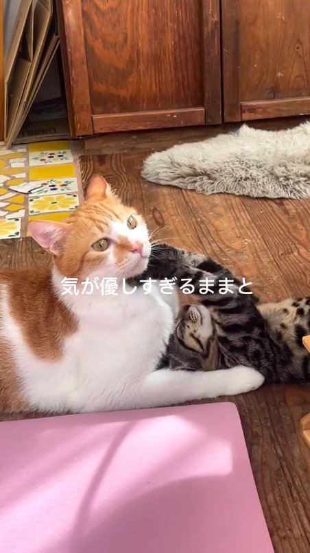 寝転がりながら茶白猫のアゴに前足を当てる子猫