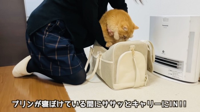 ママにキャリーに入れられるマンチカン