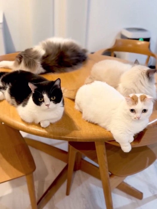 テーブルの上の猫たち