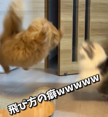 両前脚を上げて飛ぶ左の猫と飛び掛かる寸前の白黒猫（飛び方の癖wwww）