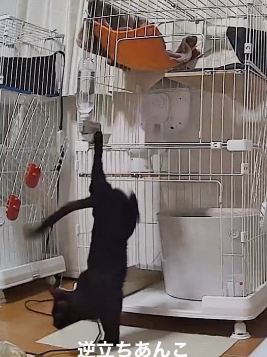ケージから降りてきた猫