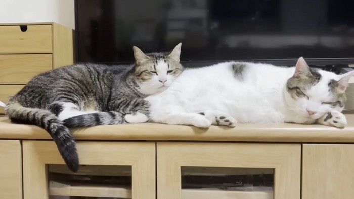 前で寝ている猫のお尻に頭を乗せて寝る猫
