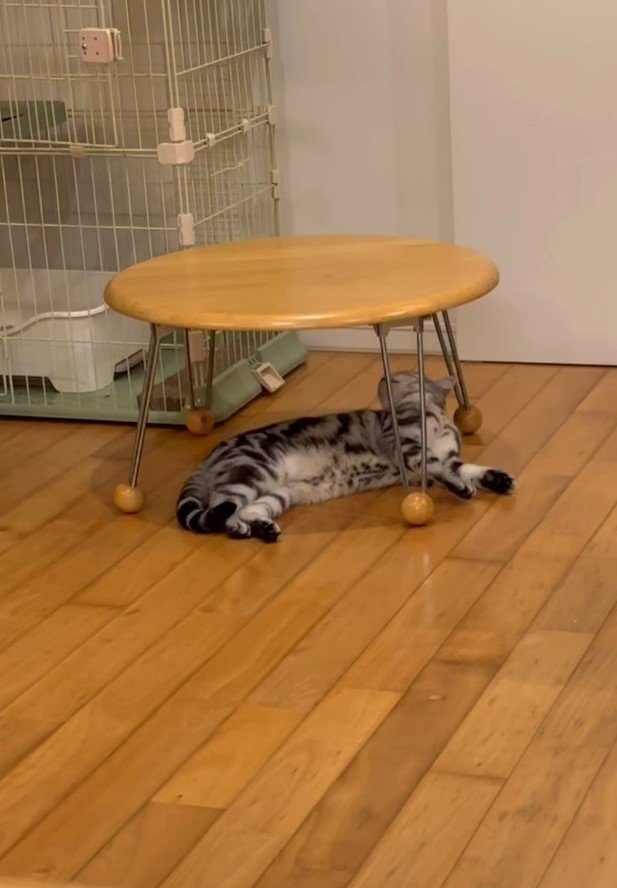小さなテーブルの下で横たわる猫