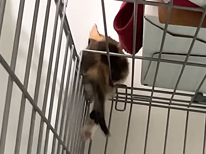 ケージの天井から抜け出した三毛猫の子猫