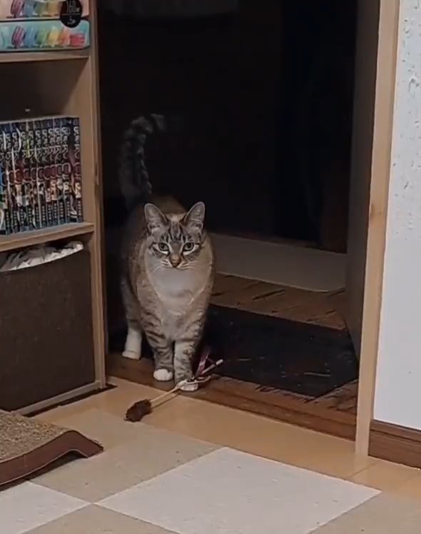 足元におもちゃを置いて猫