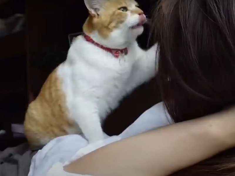 飼い主さんのニオイを嗅ぐ猫