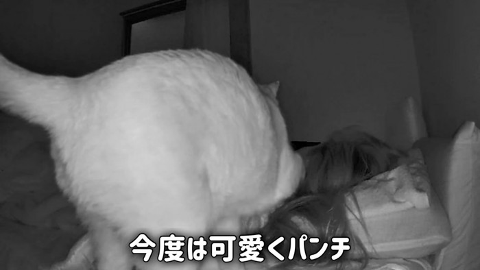 人の顔に前足を乗せる猫