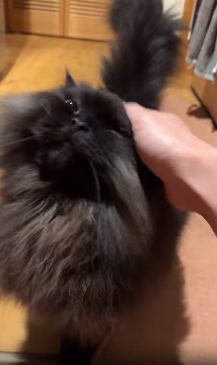 撫でられる猫2