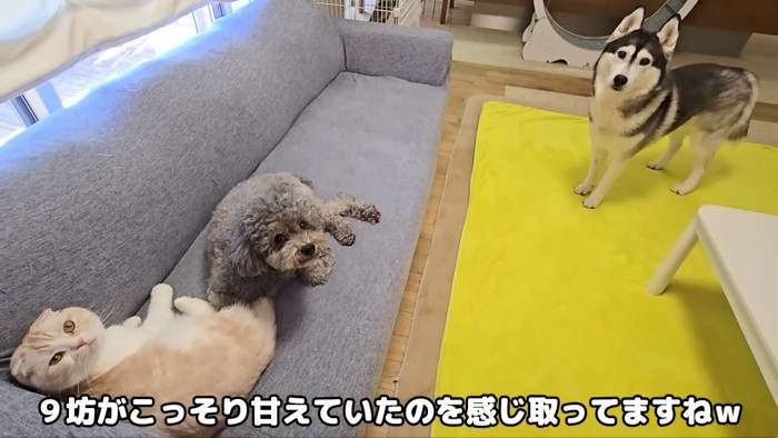 現場を見た犬さん