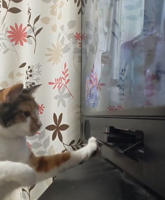 手を出そうとする猫