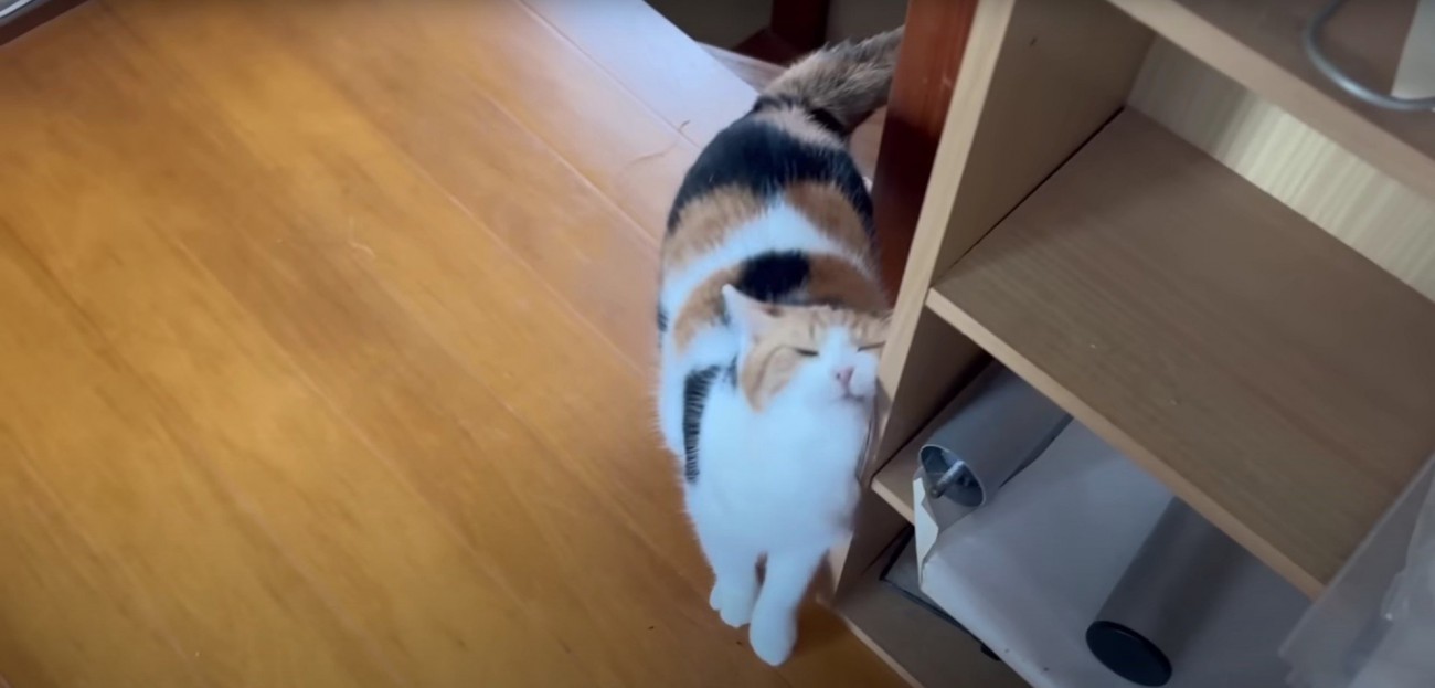 壁に体をこすり付けている猫