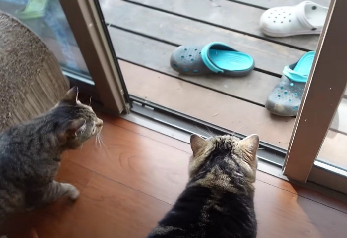 ベランダの窓を開けてもらった猫2匹