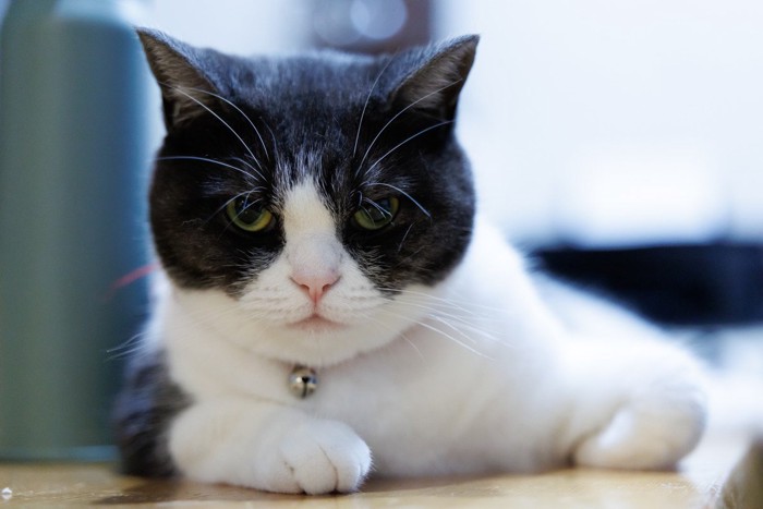 見つめてくる猫