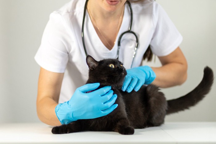 獣医師に体をチェックされる猫