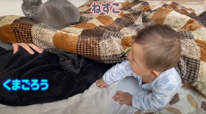 2匹の猫と子ども
