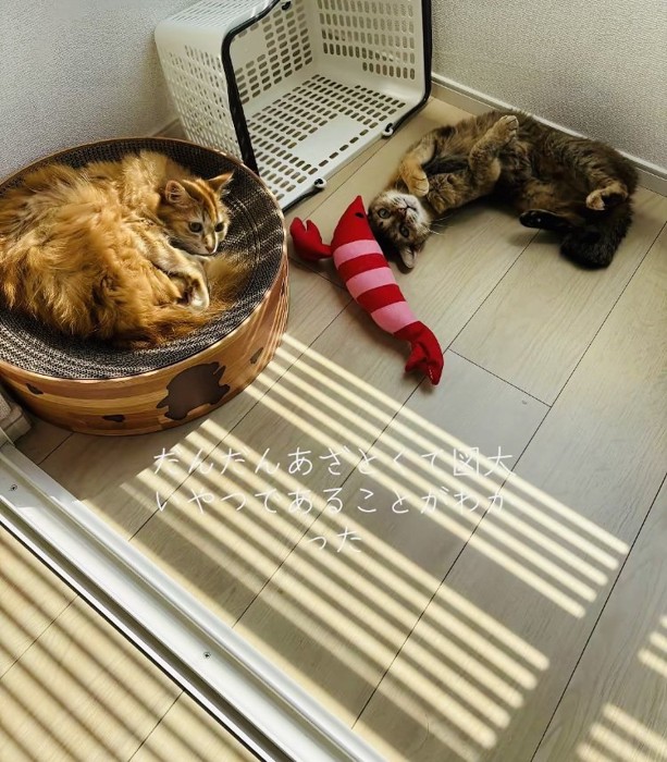 爪とぎの上でくつろぐ茶猫とフローリングで寝転がるキジトラ猫