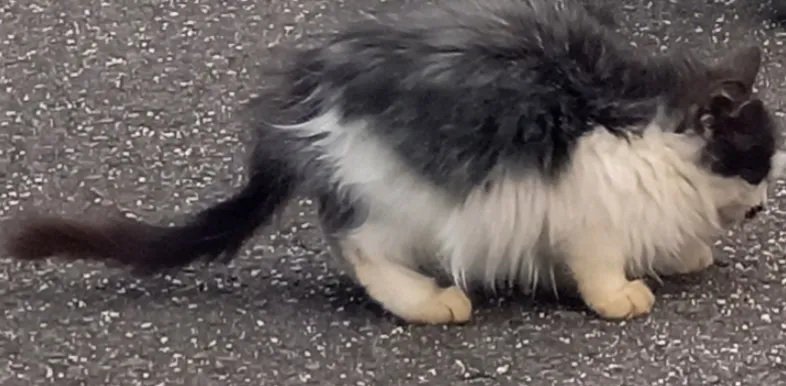 横から見た白黒猫