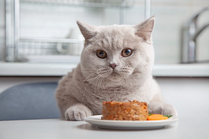 ご飯待ちの猫