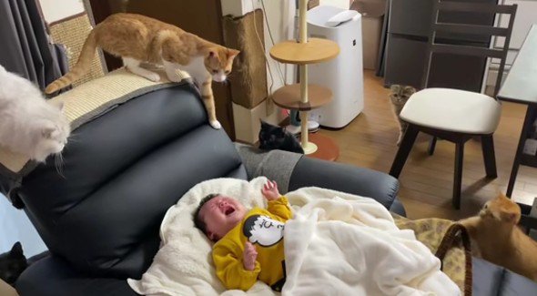 泣いている赤ちゃんと猫たち