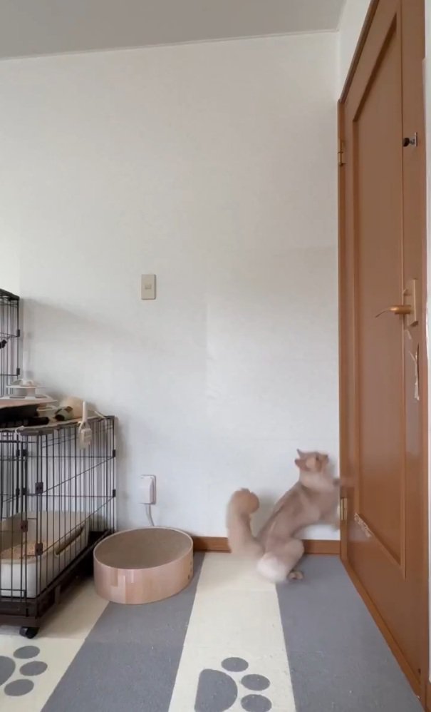 ドアを見つめる猫