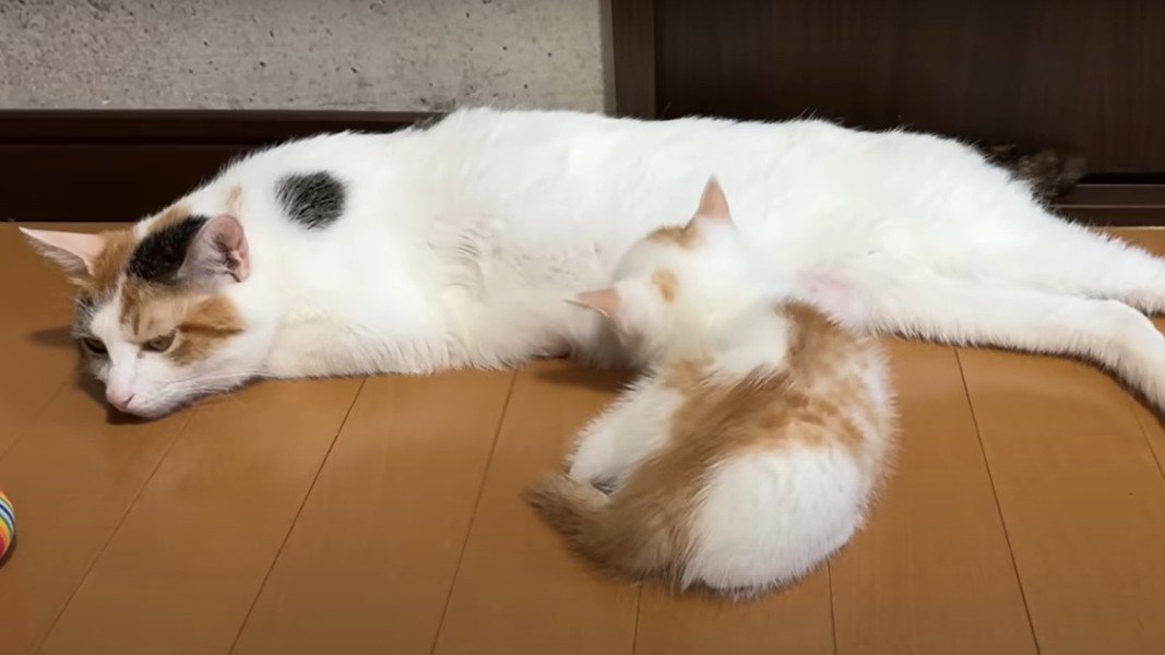 寝そべる猫とおっぱいを飲む子猫