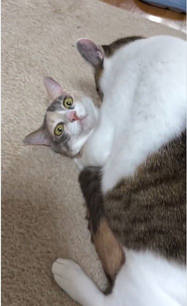 猫の上に馬乗りになっている猫
