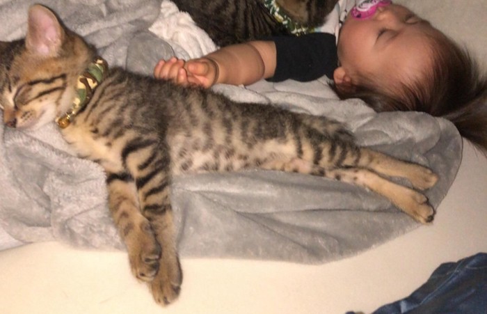 眠る赤ちゃんと子猫