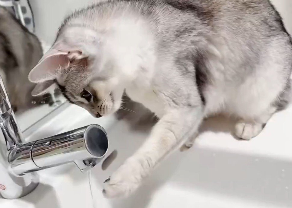 蛇口から出ている水を見つめる猫