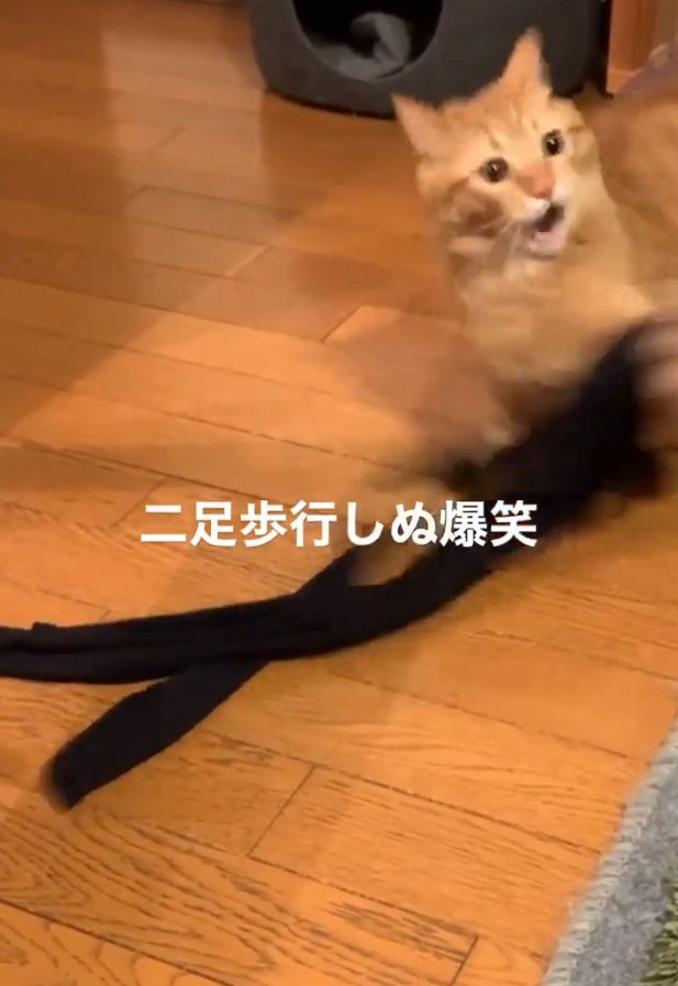 驚く猫