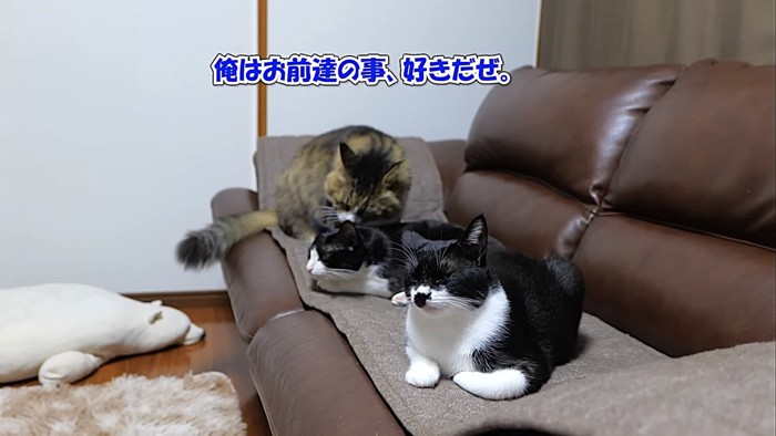 横を向く黒白猫に毛づくろいする長毛猫