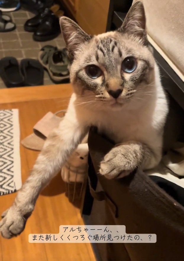 見つめる猫