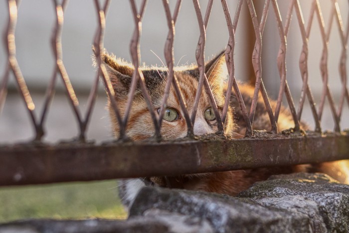 柵に隠れている猫