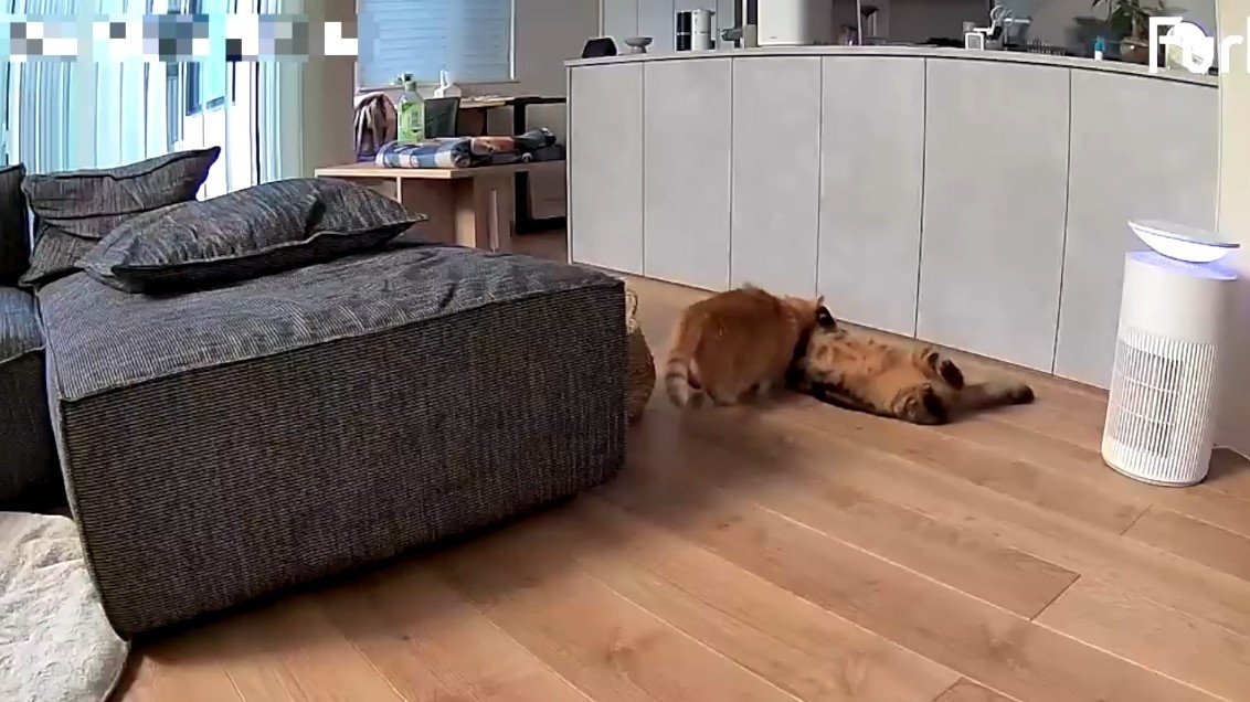 じゃれるふたり