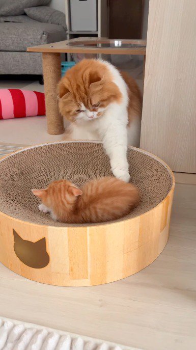 子猫に左前足を当てる成猫