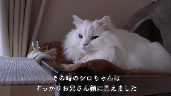 テロップ「その時のシロちゃんは~」