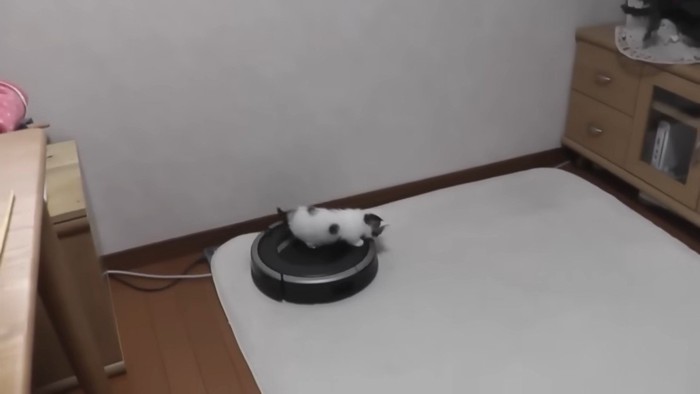 ロボット掃除機に乗っている豆大福くん