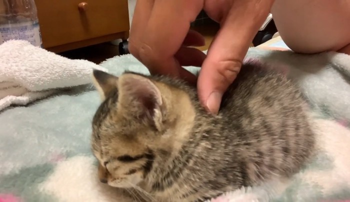 首元をなでなで