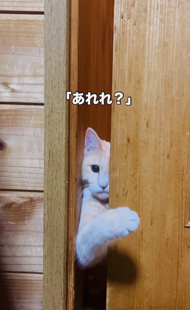 引き戸を開けようとするクリーム茶トラ猫