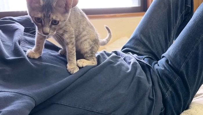 おなかに乗る猫