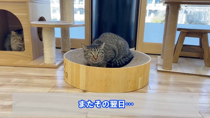 爪とぎの中に座る猫