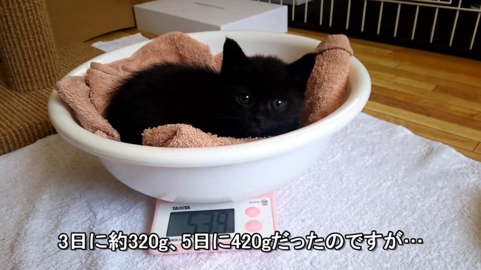 洗面器の中に入った子猫を測りに乗せる