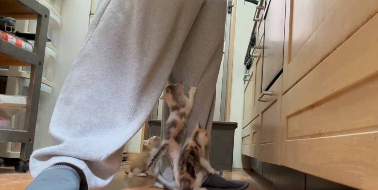 足に群がる子猫たち