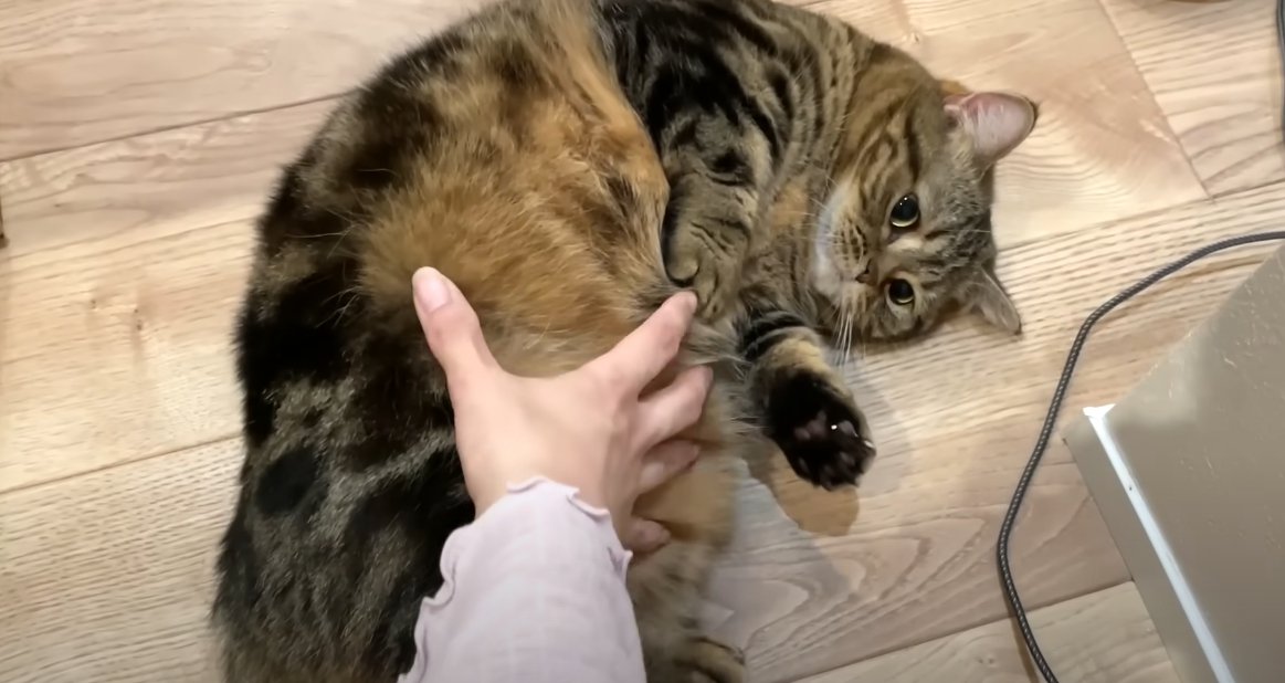 お腹を見せて寝転ぶ猫と撫でる人