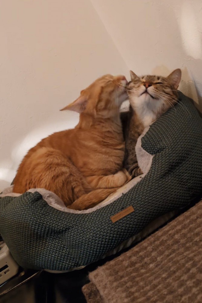 猫ベッドでキジトラ猫をなめる茶トラ猫