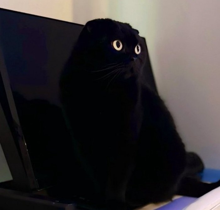 パソコンにもたれるぷりもちゃん