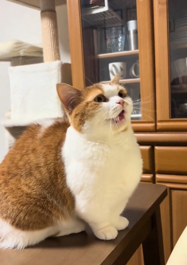 鳴くおみそちゃん