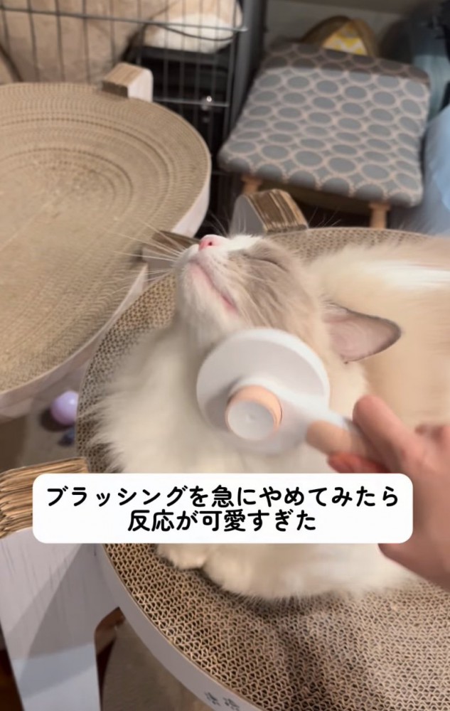 顔周りをブラッシング