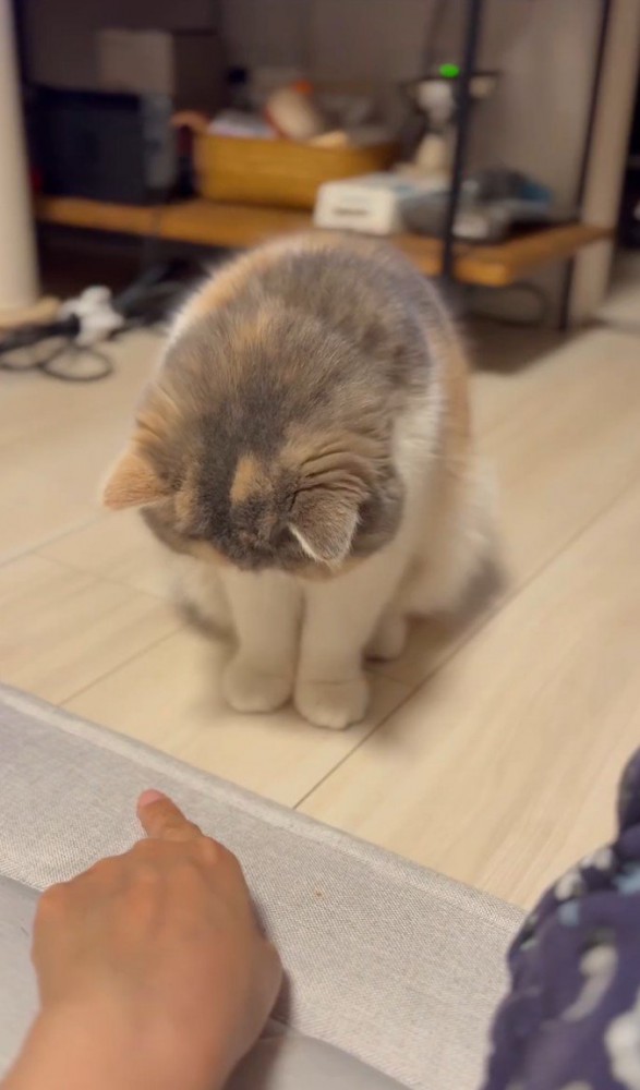 指、左向く猫