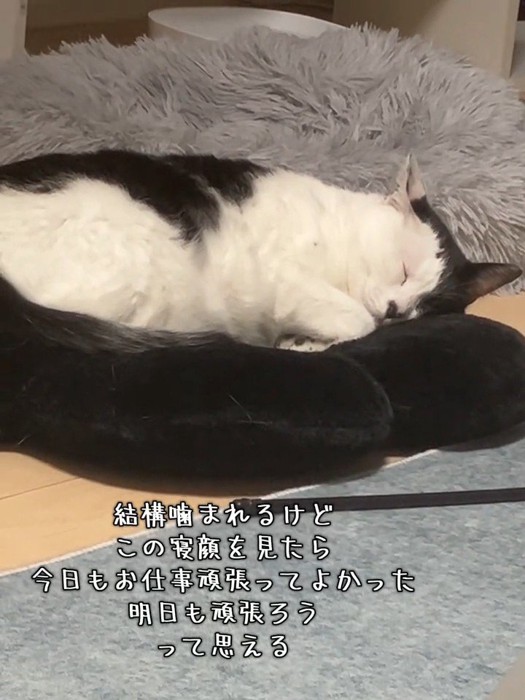 横になって寝る猫