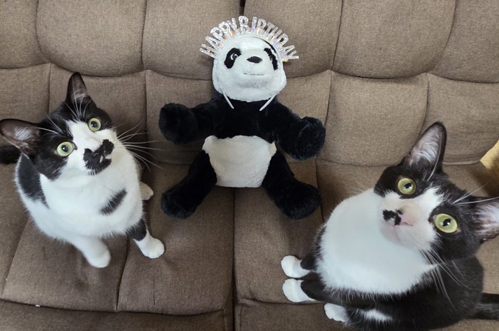 白黒柄の兄妹猫